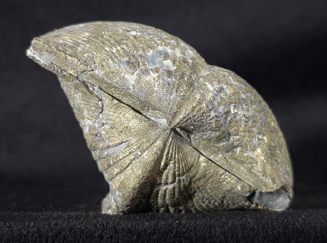 Paraspirifer bownockeri (STEWART 1927) - Bild &copy; FossNet FossilienStore